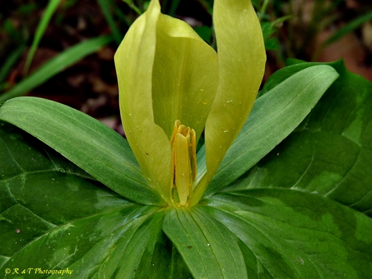 {Trillium luteum}